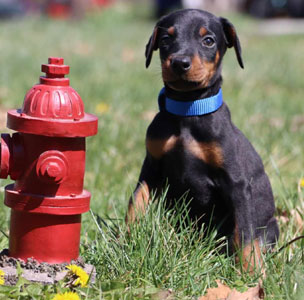 doberman puppies for sale in USA