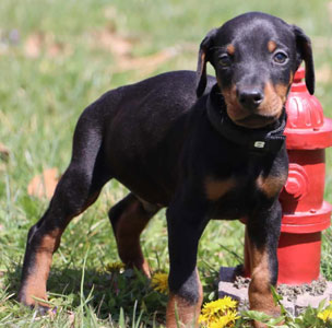 doberman puppies for sale in USA