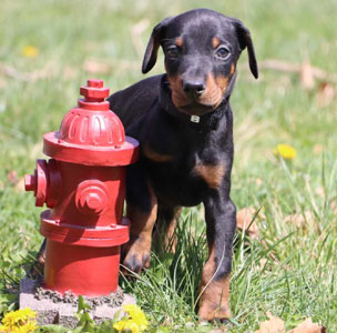 doberman puppies for sale in USA