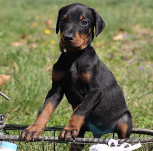 doberman puppies for sale in USA