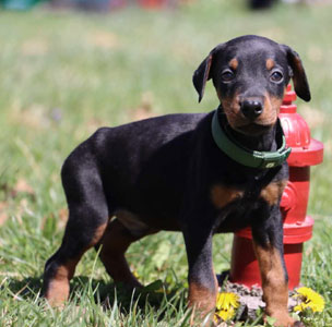 doberman puppies for sale in USA