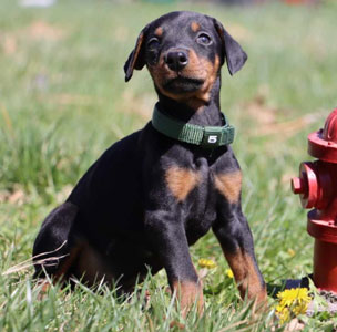 doberman puppies for sale in USA