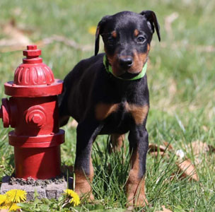 doberman puppies for sale in USA