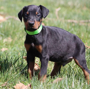 doberman puppies for sale in USA