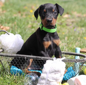 doberman puppies for sale in USA