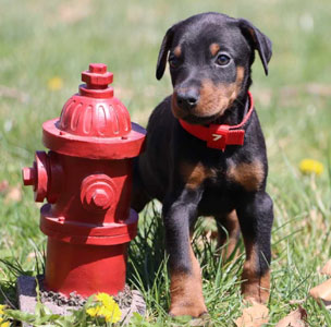 doberman puppies for sale in USA