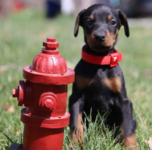 doberman puppies for sale in USA