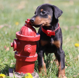 doberman puppies for sale in USA