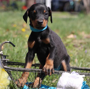 doberman puppies for sale in USA