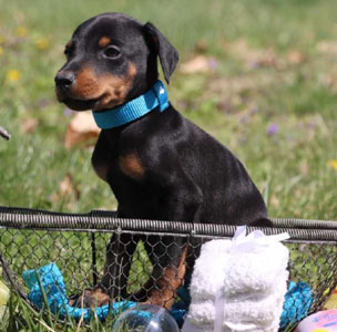 doberman puppies for sale in USA