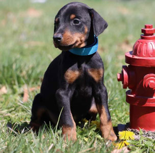 doberman puppies for sale in USA