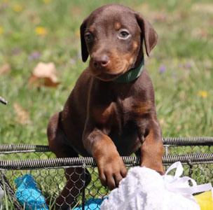 red doberman puppies for sale in USA