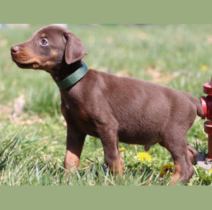 red doberman puppies for sale in USA