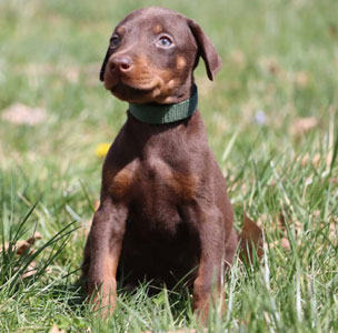 red doberman puppies for sale in USA