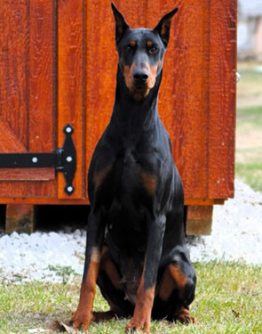 doberman female