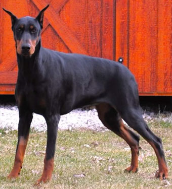 doberman female