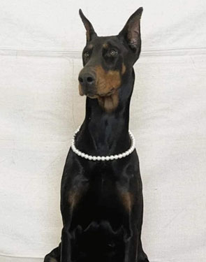 doberman female