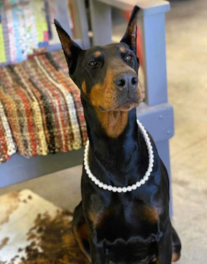 doberman female