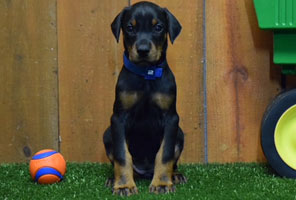 black female doberman puppy