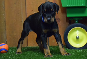 black female doberman puppy