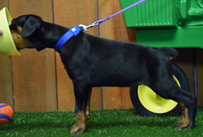 black female doberman puppy