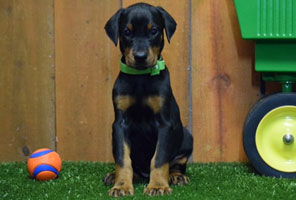 black female doberman puppy