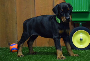 black female doberman puppy