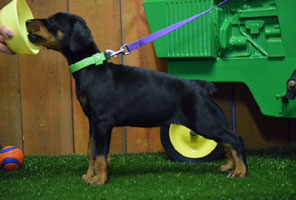 black female doberman puppy