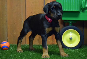 black female doberman puppy