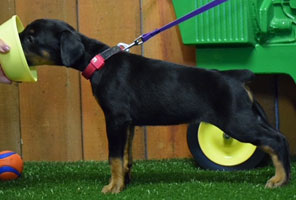 black female doberman puppy