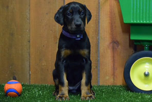 black female doberman puppy