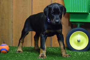 black female doberman puppy