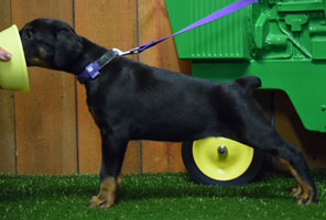 black female doberman puppy