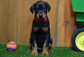 black female doberman puppy