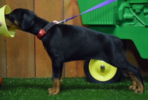 black female doberman puppy