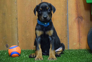 black female doberman puppy