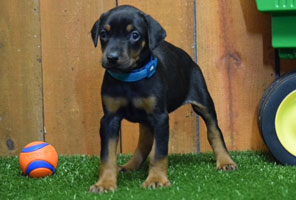 black female doberman puppy