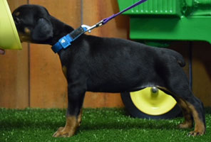 black female doberman puppy