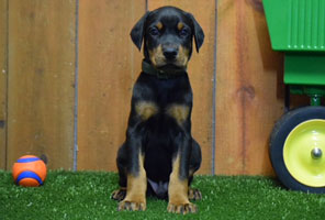 black male doberman puppy