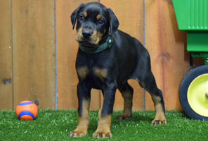 black male doberman puppy