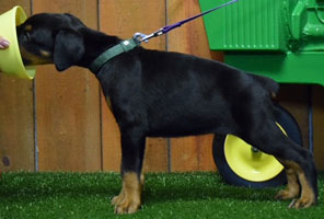 black male doberman puppy