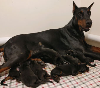 doberman puppies for sale