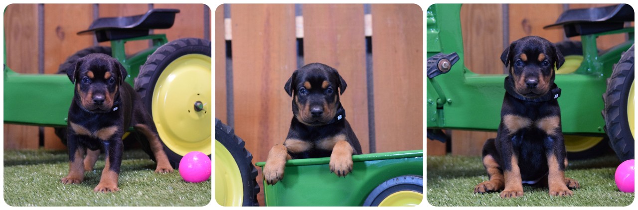 picture of doberman puppies