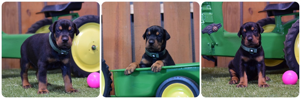 black female doberman puppy picture of doberman puppies
