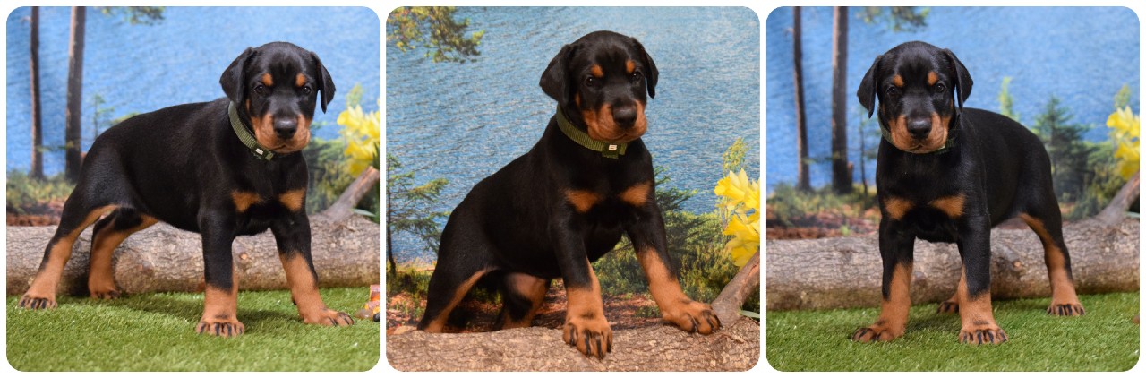 black female doberman puppy green collar for sale