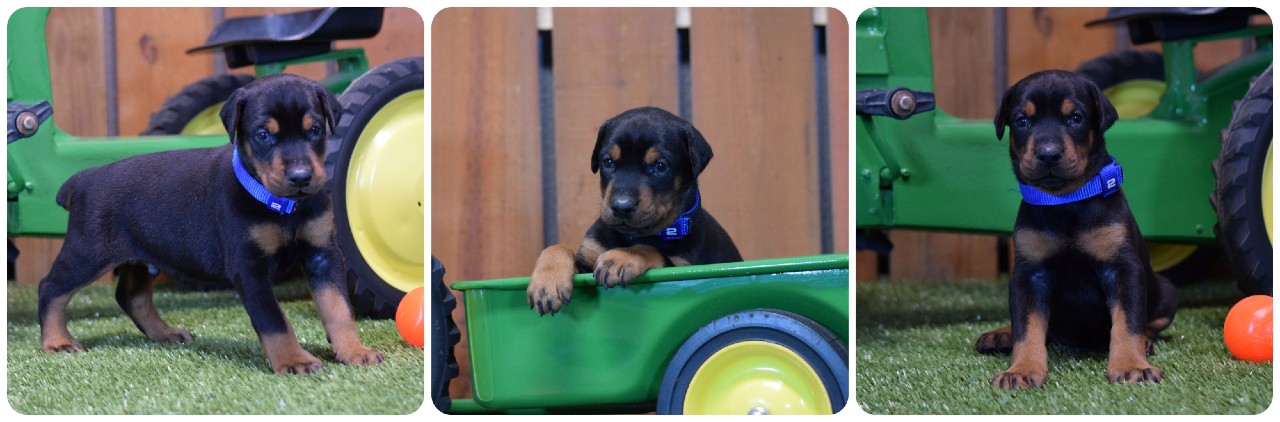 picture of doberman puppies