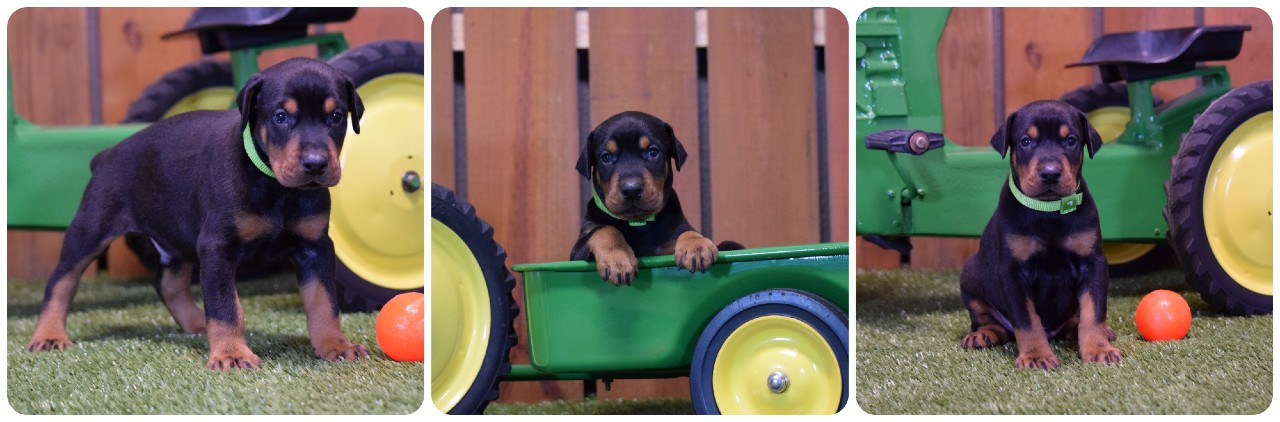 picture of doberman puppies