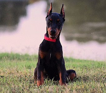 doberman puppies for sale