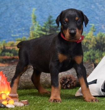 doberman puppies for sale