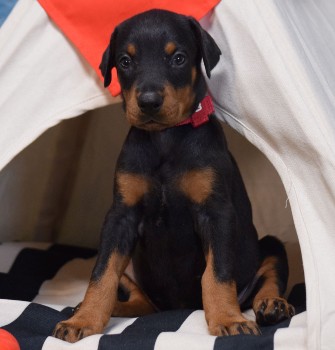 doberman puppies for sale